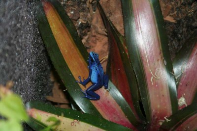 azureus 017-800.jpg