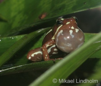 E.anthonyi_4.jpg