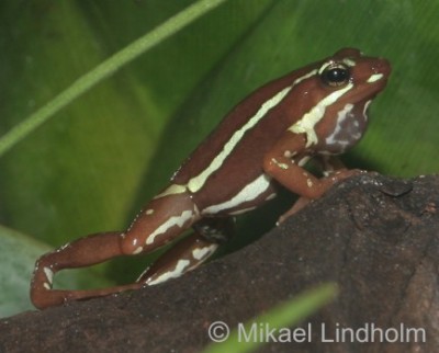 E.anthonyi_5.jpg