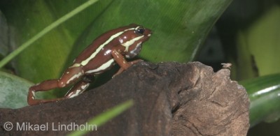 E.anthonyi_6.jpg