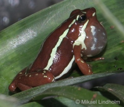 E.anthonyi _8.jpg