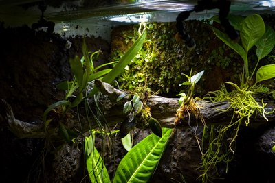 Här sirlar ljuset ner på en epifytangripen gren ...