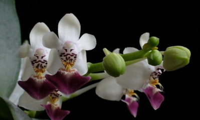 Phalaepnopsis parish.png (279.56 KiB) Visad 16000 gånger Phalaenopsis parishi - en liten rackare ...