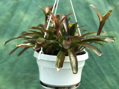 IMG_5979.JPG (3.51 MiB) Visad 24728 gånger Bromelia som trivs i sommarvärmen ...