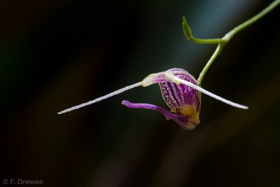 _IMG0842.jpg (232.03 KiB) Visad 10954 gånger Scaphosepalum merinoi