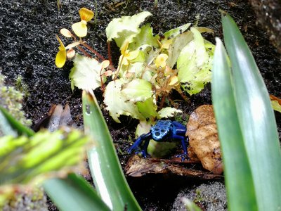 IMG_20180330_084611.jpg (4.98 MiB) Visad 9767 gånger Dendrobates tinctorius azureus