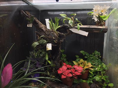 Ingvar Kamprads Eminenta Alltropikhus - eller?