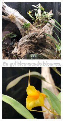 AD49D25B-9885-4168-9429-55B2A58030D5.jpeg (2.57 MiB) Visad 13314 gånger Fin blomma med onödig text ...