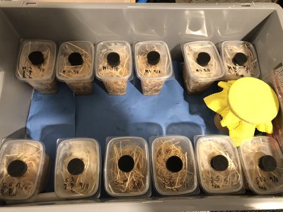 Jag använder för första gången kvalsterskydd i form av detta inte helt nyttiga papper som hindrar kvalster från att ta sig från burk till burk. Jag har dessutom för första gången vitaminpudrat flugorna som är startkultur eftersom kvalster enligt uppgift inte kan leva och andas i pulver.