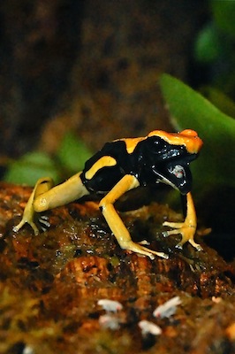 Tinctorius vs Drosophila