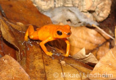 Oophaga pumilio 'El Dorado'