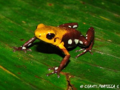Copyright - Giovanni Alberto Chaves Portilla, Colombia