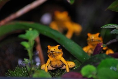 Phyllopates Terribills II.JPG