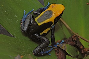 Och här är modellen