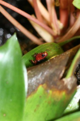 pumiliofroglet.jpg