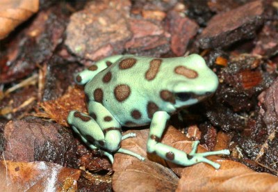 auratus_microspot.jpg