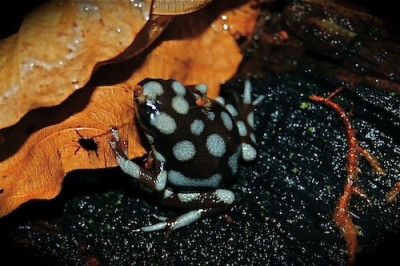 Dom flugorna blev inte långlivade kan jag lova, hungriga tyskar högg in :)