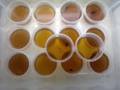 yngelstation.JPG