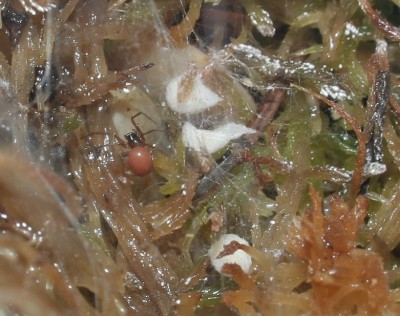 Ostearius_melanopygius_1.jpg
