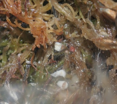 Ostearius_melanopygius_2.jpg