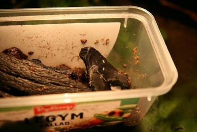 IMG_8817.JPG