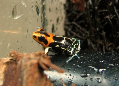 Ranitomeya fantastica 'Cainarachi'