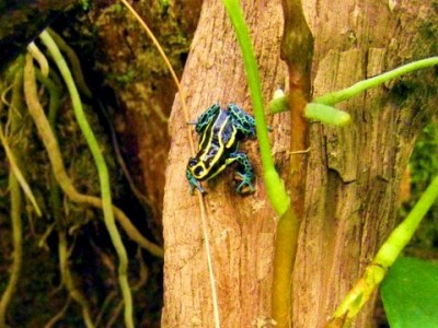 Ranitomeya ventrimaculata 'Rio Napo'