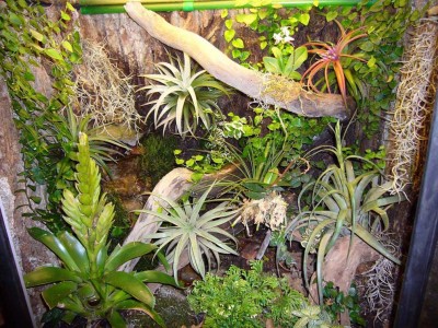 Regnskogsterrarium