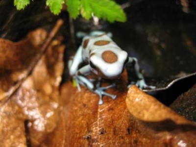 D. aurates 'Panama Special'