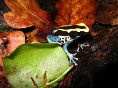 Pilgift 012 Kopia.jpg