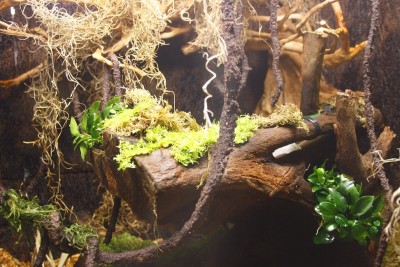 anubias.jpg