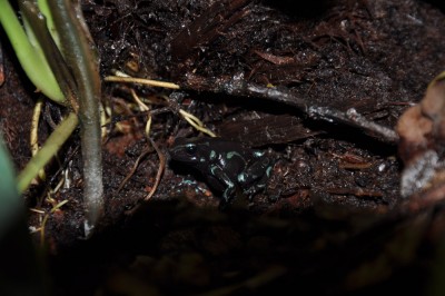 Auratus -black-2.JPG