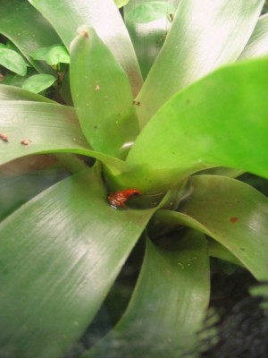 Ytterligare en Nancy bebis