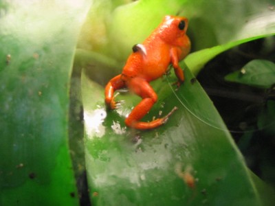 Nancy hane med yngel