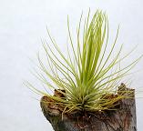 Tillandsia andreana