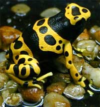 Dendrobates leucomelas :)