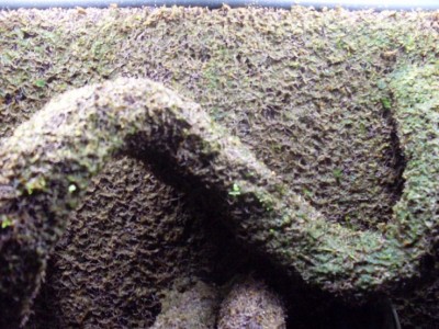 Mossan växer sakta men säkert :D