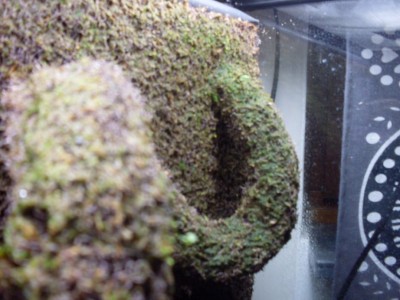 Mossan växer sakta men säkert :D