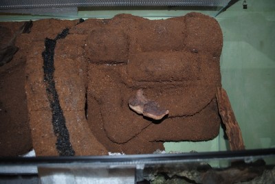 DSC_0155.jpg