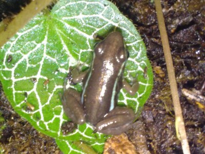 E.anthonyi "buena esperanza"