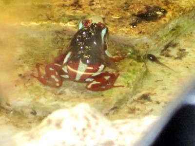 Groda med yngel..JPG