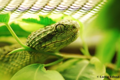 atheris.jpg