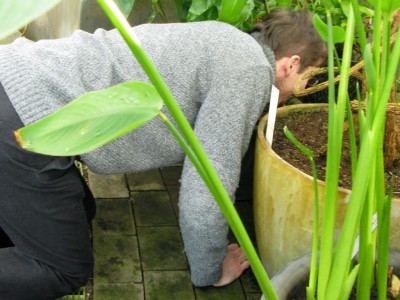 Vad får en vuxen man på knä? Ett 50 tal pilgiftgrodor i botaniska!!
