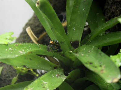 En liten rackare hänger vid "stora" bromelian.