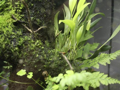 En groda bredvid min och grodornas favvo växt. En orkide som stortrivs!