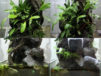 Här kan man se att allt inte stortrivdes när de blev omplanterade. Mycket som såg ut att dö håller dock på att repa sig, allt kan ju inte gå bra.