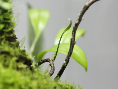 Ett skott som växt från 0-3cm på en vecka, de e bra jobbat.