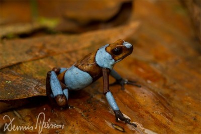 Oophaga histrionica