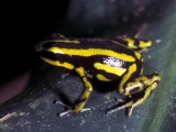 DFulguritus004160_volker_kuelpmann.jpg
