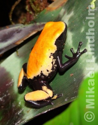 Adelphobates galactonotus